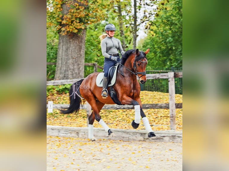 Hannover Giumenta 6 Anni 171 cm Baio in Kempen