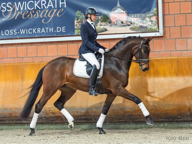 Hannover Giumenta 6 Anni 171 cm Baio in Verden