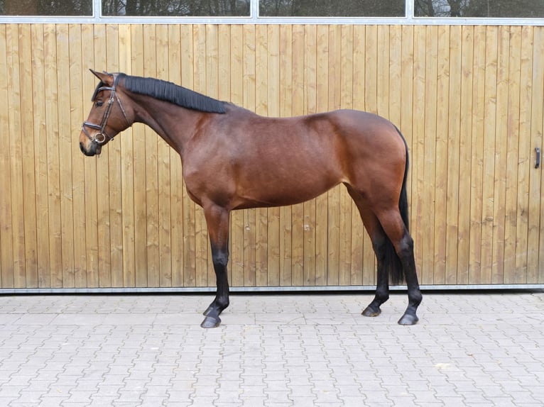 Hannover Giumenta 6 Anni 171 cm Baio in Ankum