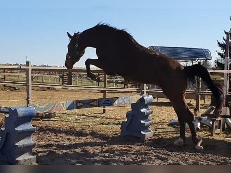 Hannover Giumenta 6 Anni 171 cm in Korbach