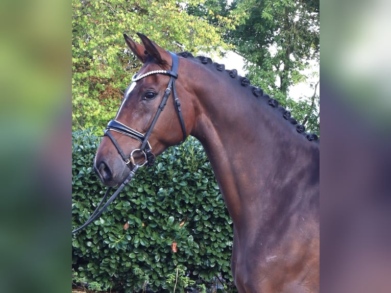 Hannover Giumenta 6 Anni 172 cm Baio in Selsingen