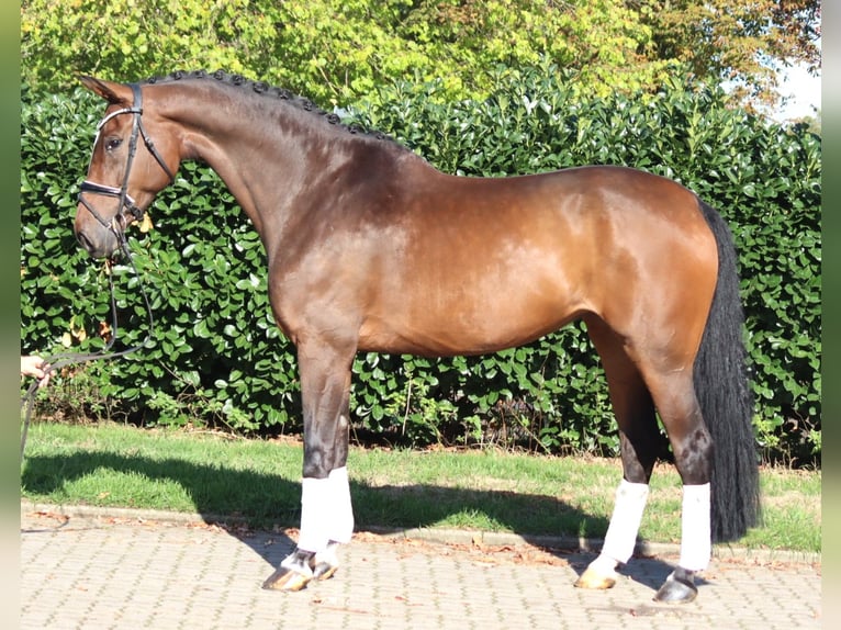 Hannover Giumenta 6 Anni 172 cm Baio in Selsingen