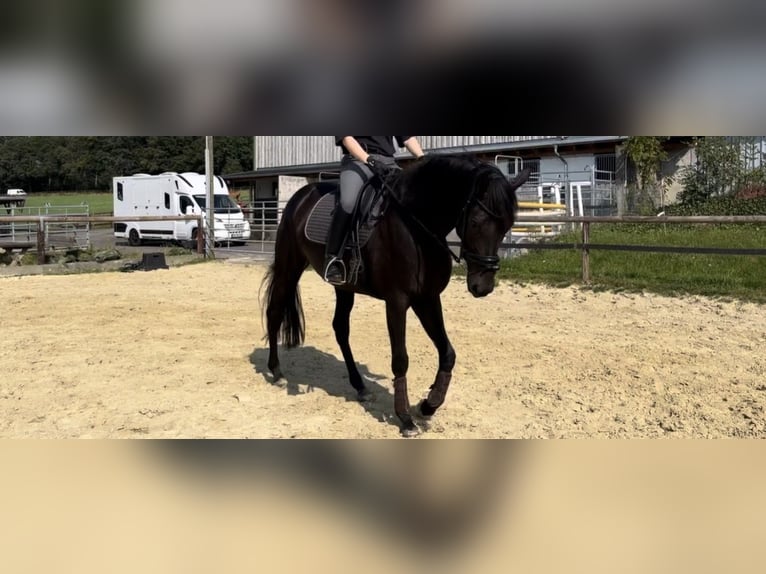 Hannover Giumenta 6 Anni 172 cm Baio nero in Nümbrecht