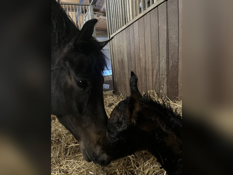 Hannover Giumenta 6 Anni 172 cm Baio nero in Nümbrecht