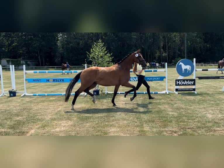 Hannover Giumenta 6 Anni 172 cm Baio scuro in Schneverdingen