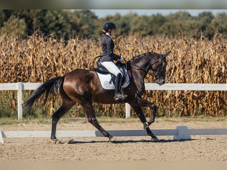 Hannover Giumenta 6 Anni 172 cm Baio scuro in Beretinec