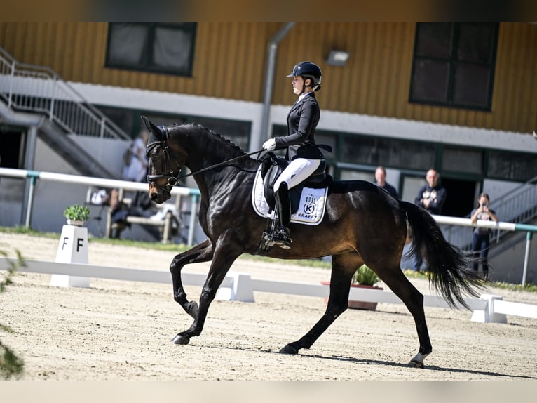 Hannover Giumenta 6 Anni 172 cm Baio scuro in Beretinec