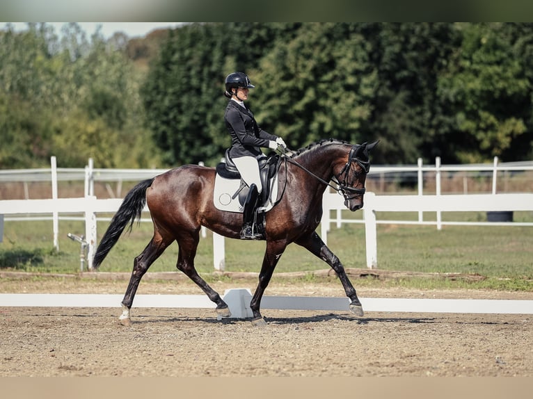 Hannover Giumenta 6 Anni 172 cm Baio scuro in Beretinec