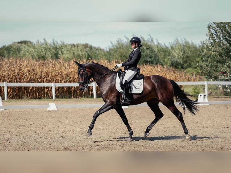 Hannover Giumenta 6 Anni 172 cm Baio scuro in Beretinec