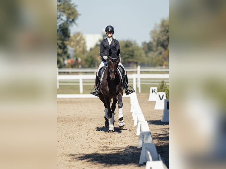 Hannover Giumenta 6 Anni 172 cm Baio scuro in Beretinec