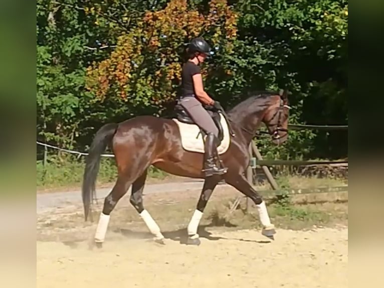 Hannover Giumenta 6 Anni 172 cm Baio scuro in Tostedt
