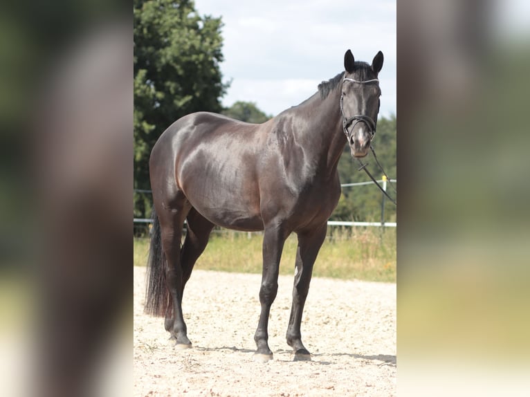 Hannover Giumenta 6 Anni 172 cm Morello in Leverkusen