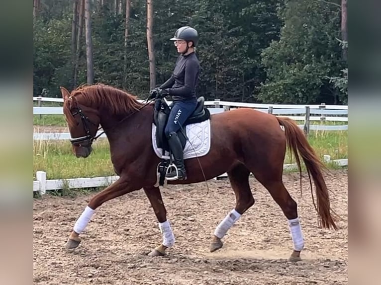 Hannover Giumenta 6 Anni 172 cm Sauro in Strausberg