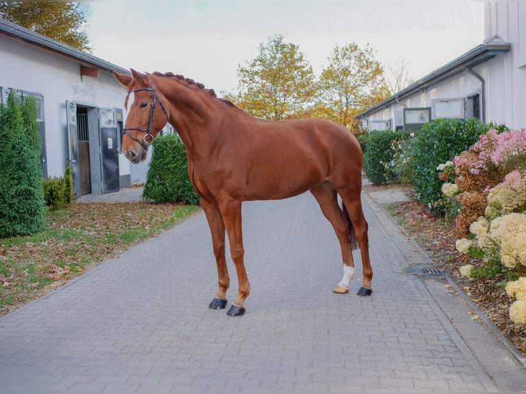 Hannover Giumenta 6 Anni 172 cm Sauro in Ankum