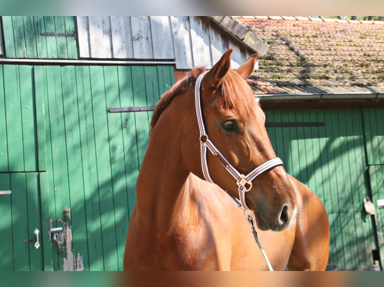 Hannover Giumenta 6 Anni 172 cm Sauro in Lüneburg