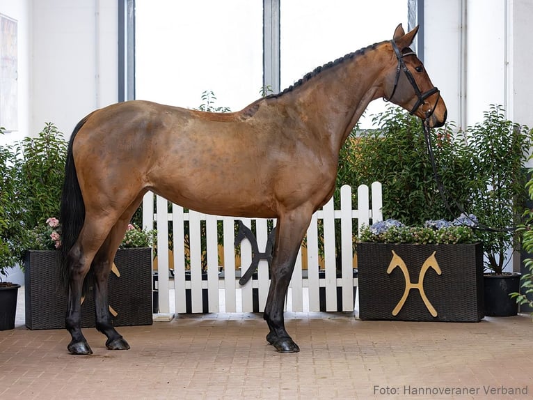 Hannover Giumenta 6 Anni 173 cm Baio in Verden