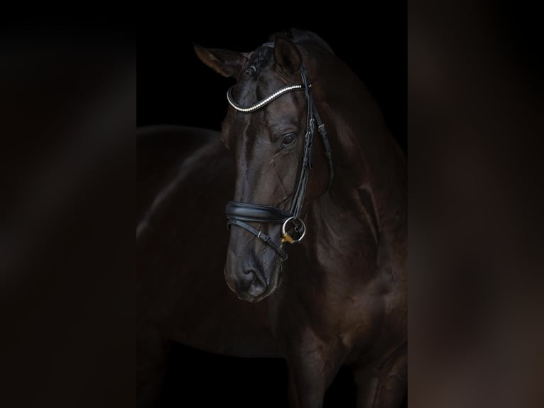 Hannover Giumenta 6 Anni 173 cm Morello in Zoelen