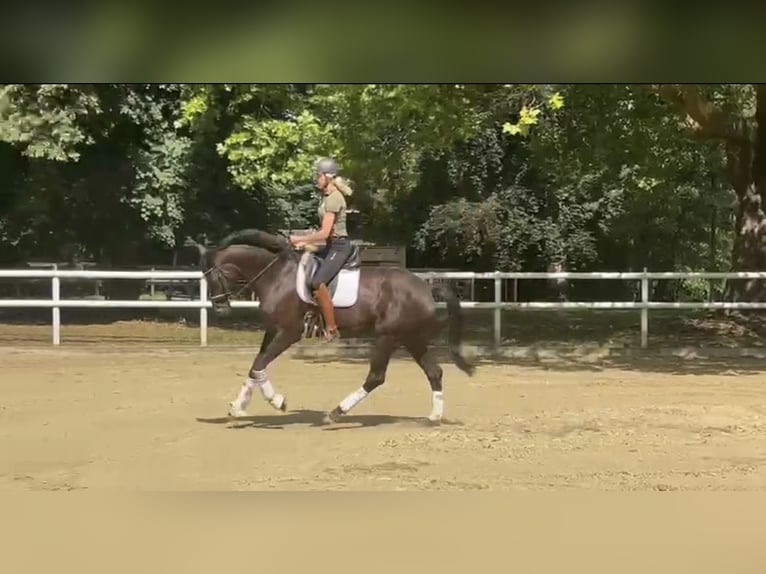 Hannover Giumenta 6 Anni 173 cm Sauro scuro in Hamm