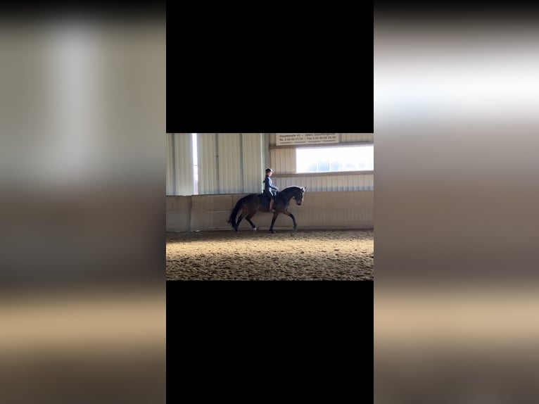Hannover Giumenta 6 Anni 174 cm Baio in WetzlarWetzlar