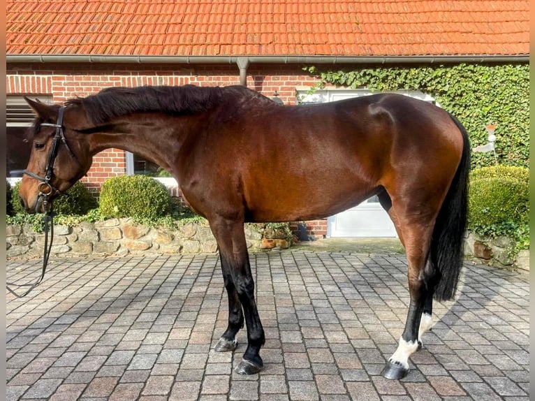 Hannover Giumenta 6 Anni 174 cm Baio in Altenberge