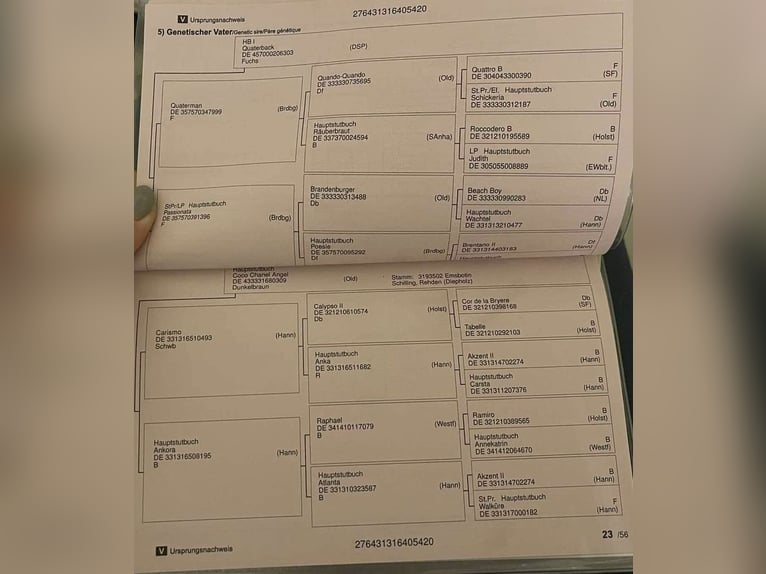 Hannover Giumenta 6 Anni 174 cm Baio ciliegia in Tass