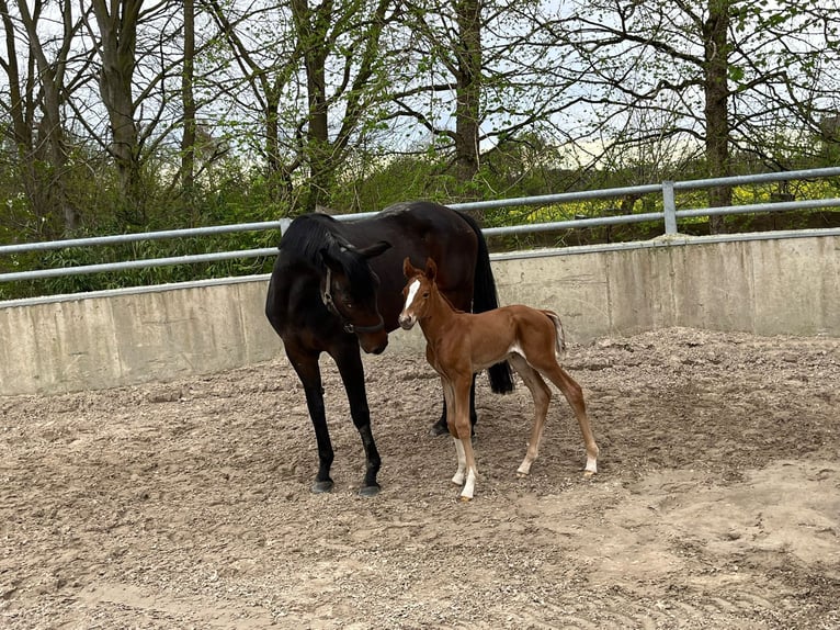 Hannover Giumenta 6 Anni 174 cm Baio scuro in Melle