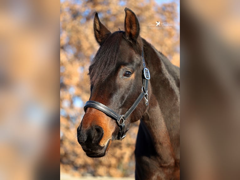 Hannover Giumenta 6 Anni 174 cm Baio scuro in Melle