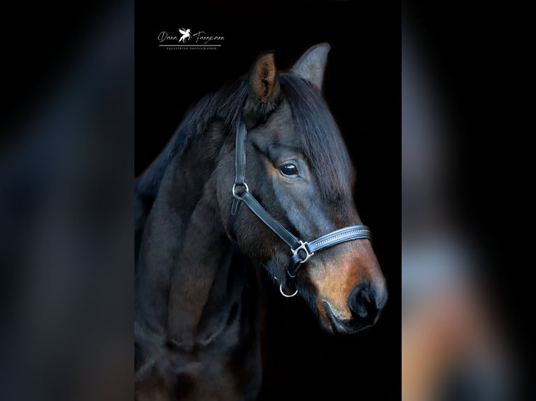 Hannover Giumenta 6 Anni 174 cm Baio scuro in Melle