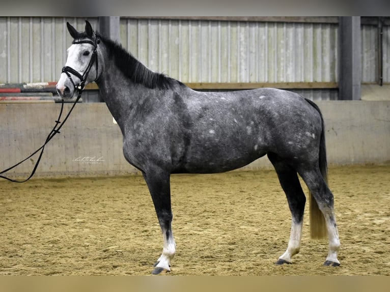 Hannover Giumenta 6 Anni 174 cm Grigio in Verden (Aller)