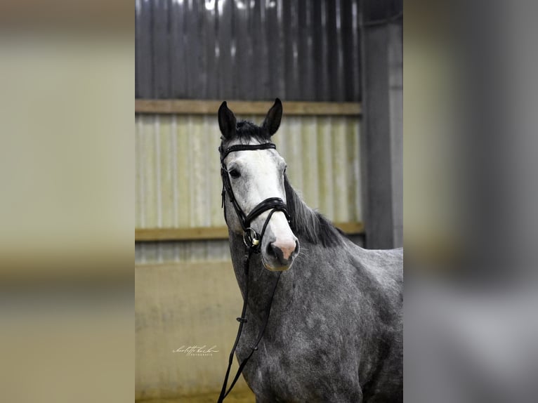 Hannover Giumenta 6 Anni 174 cm Grigio in Verden (Aller)