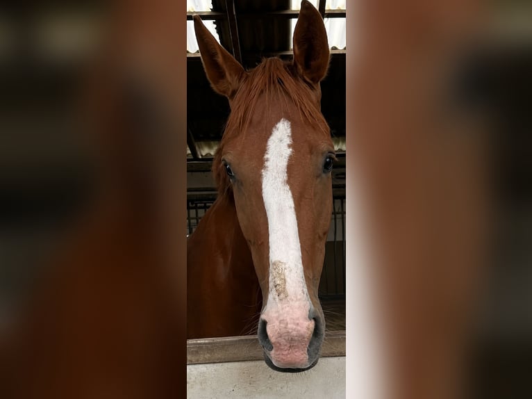 Hannover Giumenta 6 Anni 174 cm Sauro in Hemslingen