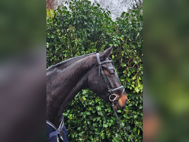 Hannover Giumenta 6 Anni 175 cm Baio nero in Geseke