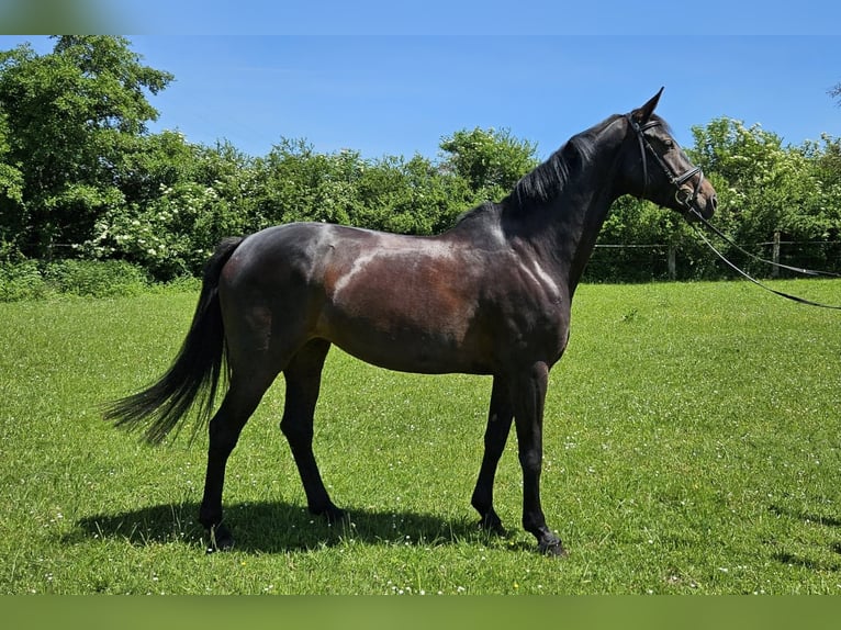 Hannover Giumenta 6 Anni 175 cm Baio nero in Geseke