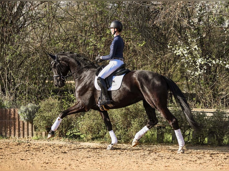 Hannover Giumenta 6 Anni 175 cm Morello in Riedstadt