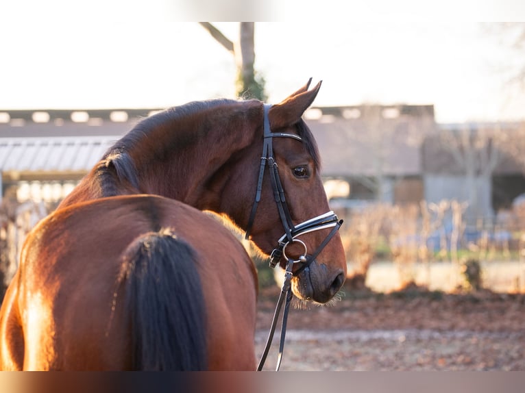 Hannover Giumenta 6 Anni 176 cm Baio in Elmlohe