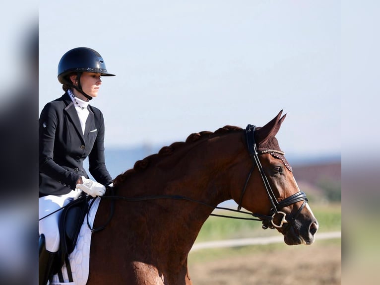 Hannover Giumenta 6 Anni 176 cm Sauro scuro in Seebad Ahlbeck