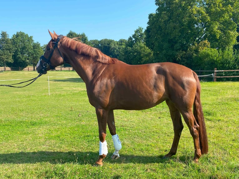 Hannover Giumenta 6 Anni 176 cm Sauro scuro in Kirchlengern Hannover Giumenta 6 Anni 176 cm Sauro scuro in Kirchlengern