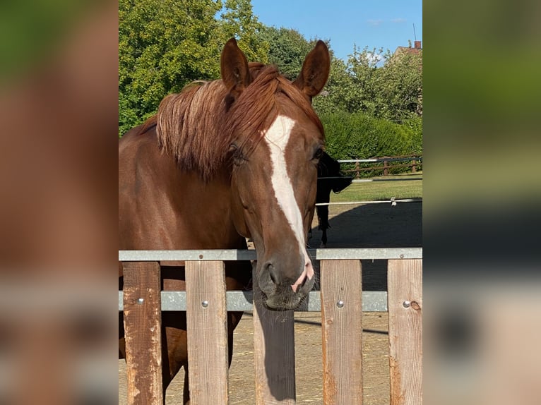 Hannover Giumenta 6 Anni 176 cm Sauro scuro in Kirchlengern Hannover Giumenta 6 Anni 176 cm Sauro scuro in Kirchlengern