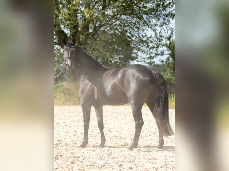 Hannover Giumenta 6 Anni 180 cm Morello in Leverkusen