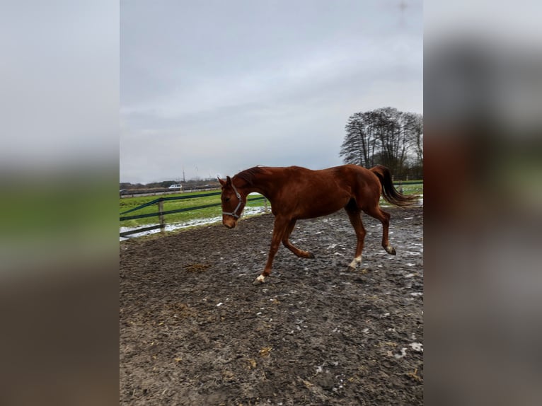 Hannover Giumenta 6 Anni 180 cm Sauro in Hatten
