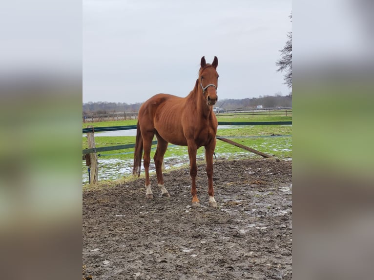 Hannover Giumenta 6 Anni 180 cm Sauro in Hatten