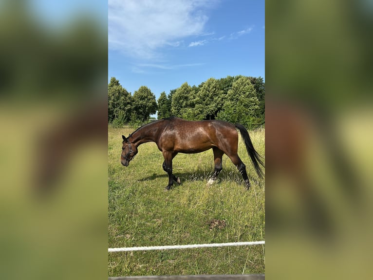 Hannover Giumenta 6 Anni 181 cm Baio in Köln