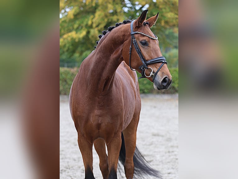 Hannover Giumenta 6 Anni Baio in Meinersen