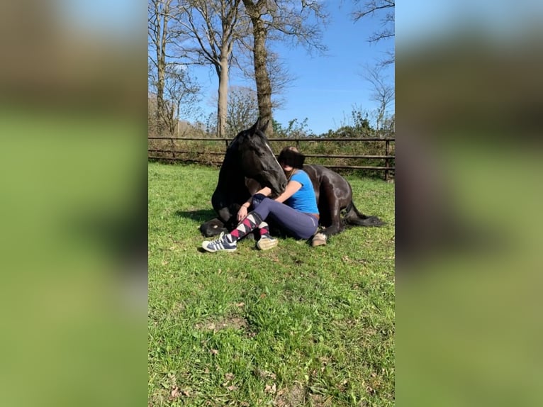 Hannover Giumenta 6 Anni Grigio in Gro&#xDF;efehn Bagband