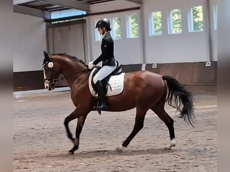 Hannover Giumenta 7 Anni 155 cm Baio in Ronnenberg