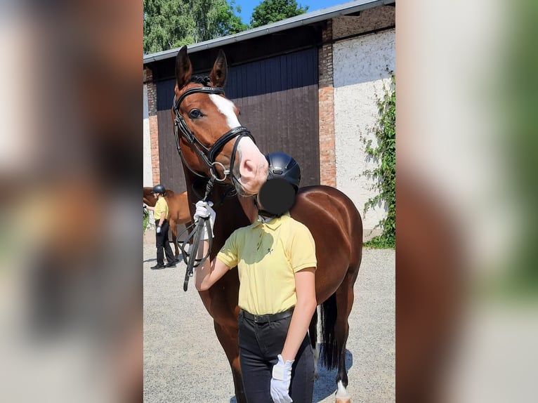 Hannover Giumenta 7 Anni 155 cm Baio in Ronnenberg