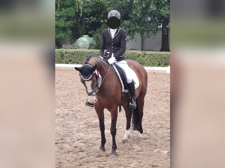 Hannover Giumenta 7 Anni 155 cm Baio in Ronnenberg