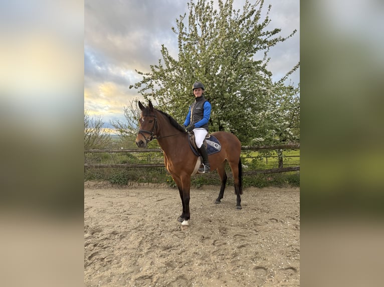 Hannover Giumenta 7 Anni 160 cm Baio in Bebra