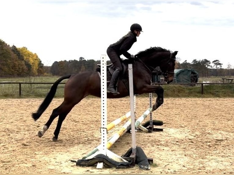 Hannover Giumenta 7 Anni 160 cm Baio scuro in Verden (Aller)