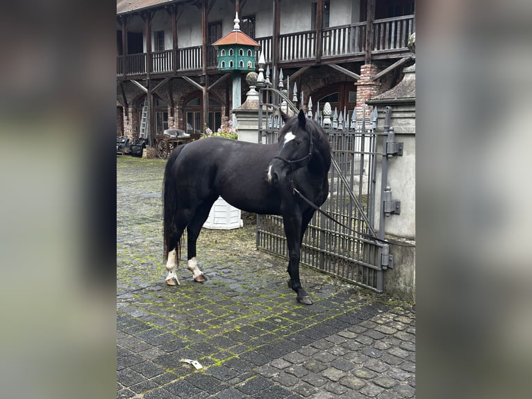 Hannover Giumenta 7 Anni 160 cm Morello in Leichlingen